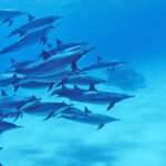 Égypte – Mer Rouge